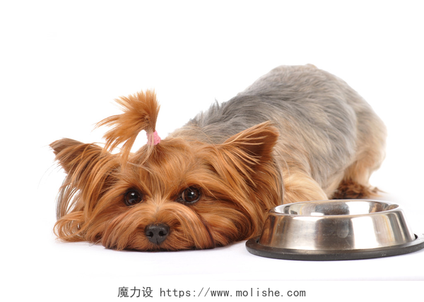白色背景上的小狗和它的食盆躺在约克夏犬肖像